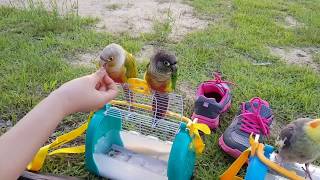 [앵무파파] 오랜만에 한강 나들이 [2018.05.19…