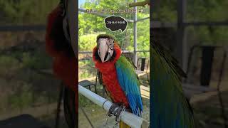더워서 날기 싫다고 말하는  마카우앵무새  #macaw…