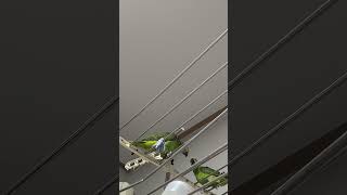 귀농귀촌 아마존앵무새 말하고놀기