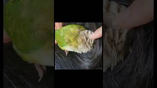 머리카락에서 안정을 취하는 듕!! #parrot#코뉴어앵무새#코뉴어#시나몬코뉴어