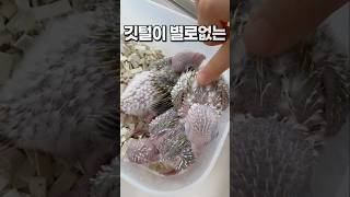 아기 코뉴어앵무새를 사랑하는 어린이  안산앵무새카페 버드스팟