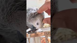 한 겨울 분양간 회색앵무새 백호의 근황소식이예요.