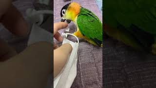 카이큐 앵무) 마스크 실리콘 가지고 씹고 뜯고 맛보고?…