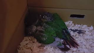 구석을 좋아하는 고돌이와 아기앵무새들