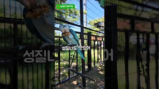 성질나도 맛있어#앵무새#퀘이커#반건조무화과#맛있어요#귀…