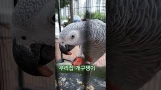 개구쟁이 흑풍이 #회색앵무 #개구쟁이
