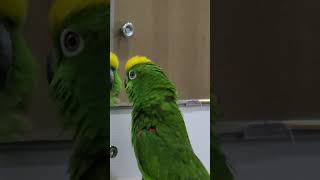 #사장님?#아롱이 #말하는앵무새