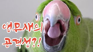 내 앵무새의 공격성?!(입질이 생기는 이유, 기본편)