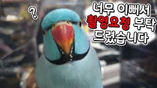 페이스북보다 너무이뻐서 설득끝에 촬영했습니다. 합성같은 앵무새들과 사육사님