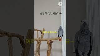 앵무새ㅡ순돌이가 장난치는거야