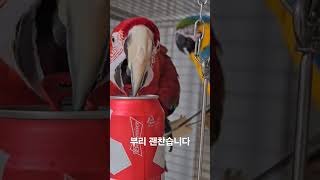 캔 따주는걸 좋아합니다 #노래하는앵무새 #앵무새 #홍금강앵무새 #캔따는앵무새