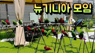 [지구젤리/일상] 뉴기니아가 26마리?! 행복한 뉴기니…