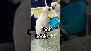 COCKATOO STEALS THE CUP, then does the most unexpected thing!