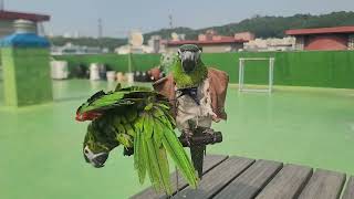 꽁퍠.앵무새.한스마카우.샤워.2024.7.1