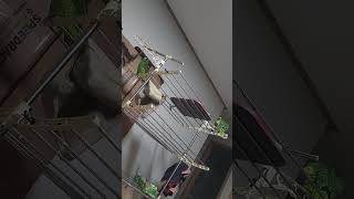 아마존앵무새 말하고 놀아주기