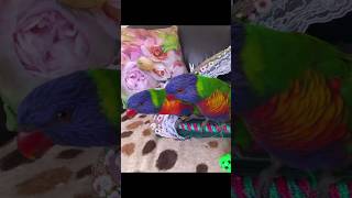 #Parrot says “I love you”# “사랑…