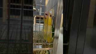 凱克鸚鵡睡前呻吟