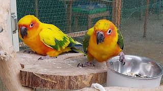 썬코뉴어 삼식이와 삼순이 