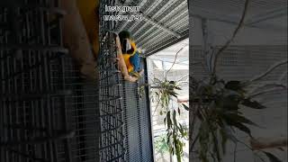 청금강앵무새 레드 macaw_red