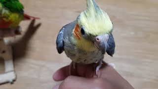 [앵무파파] 코뉴어들의 왕관앵무새 집단폭행 [2018.…