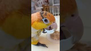 #앵무새 # 리프패럿 #뚜껑놀이 #카이큐  #카이큐앵무…