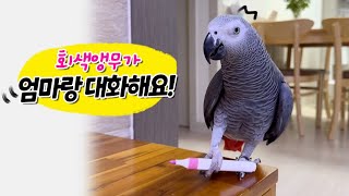 회색앵무랑 엄마가 대화해요 ️ 말하는 앵무새