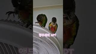 코뉴어앵무새#하랑이#하봉이#parrot#cute