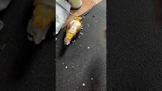 빵야새가 된 초롱이