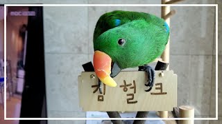 [앵무새더빙] 건방진 앵무새의 하루일과