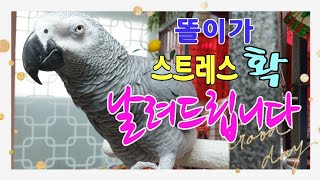 `앵무새똘이` 기분이 나쁘면 달래줘야 합니다~ 화풀어 똘이야~