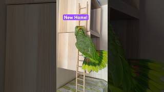 앵무새 이고르 Igor the Parrot