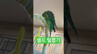 #말하는사랑앵무 #birds #talkingparot #말하는앵무새 #nonstoptalkingparrot #parrot #budgerigarbaby #budgies #털뽑기