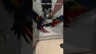 목욕하는 스칼렛마카우 #shorts