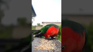 parrot #shorts #amazingvideo #birds