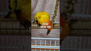 맛있게~행복하게 먹는 써니!  #썬코뉴어 #parrot…