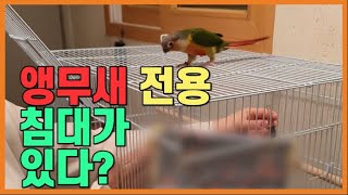 앵무새 전용 침대가 있다?_까레라 꿀잠을 위하여