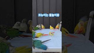 물놀이하는 코뉴어앵무새  conureparrot lik…