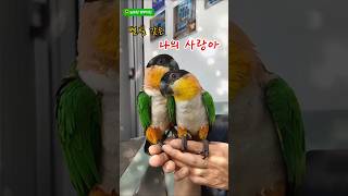 항상 맑은 오늘#앵무새#검은머리카이큐#오늘#맑음#별빛 같은 나의 사랑아#임영웅트로트ver