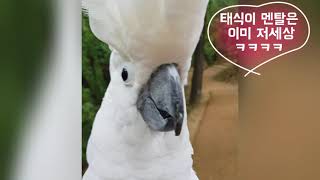 비둘기 무서워 하는 쫄보 앵무새