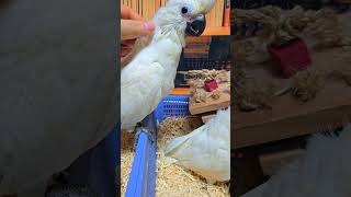 엄블렐라 코카투, 미디움 코카투, 체스넛 마카우예요