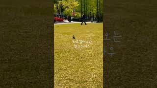 좋은날 송상현광장  산책갔는데  뒷걸음질 치는 순덕이#…