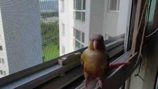 기쁨이의 일상.코뉴어앵무새 ,반려앵무새 일상.귀요미♡창밖보기^^[쏭플라이]