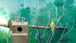 [국립생태원] 세계적 희귀종 붉은이마앵무!