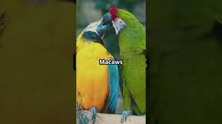 Macaws: The Colorful Wonders o…