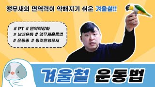 [앵무새키우기] 면역력 강화를 위한 앵무새 겨울철 운동…