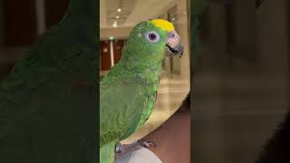Amazon parrot talks #amazonparrot #parrot #talkingparrot #shots g