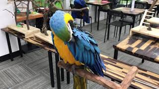 청금강 앵무, Blue &amp; Gold Macaw