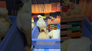 미디움 코카투와 듀컵 코카투예요