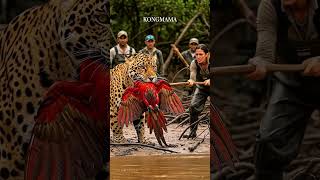 Amazon Jaguar Hunts Parrot—People Witness a Shocking Wild Encounter #jaguar #parrot