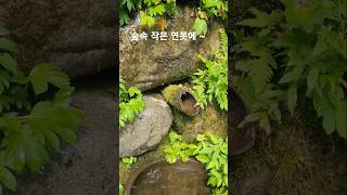 #숲속 작은 연못에 물고기가 #금강모치(최상류 지역에 …